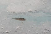 فیلم/زنده شدن ماهی یخ زده
