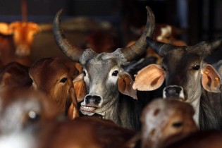 خوردن پهن مجازات برای فروشندگان گوشت گاو!