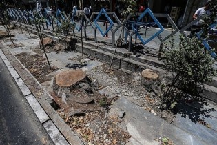 توجیه شهرداری برای قطع شبانه درختان در پایتخت