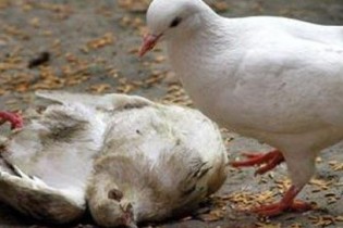 هشدار وزارت بهداشت در مورد آنفلوآنزای جديد پرندگان