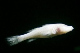 عجیب ترین ماهی جهان