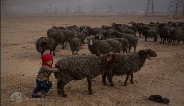 فرار کودک و گله گوسفند از مناطق عملیاتی در موصل عراقی. نوامبر 2016