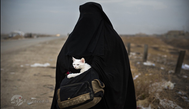 تصویر زنی که با یک گربه از مناطق عملیاتی در موصل فرار می کند. نوامبر 2016