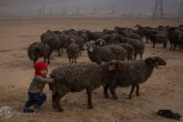 فرار کودک و گله گوسفند از مناطق عملیاتی در موصل عراقی. نوامبر 2016