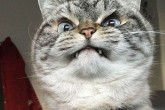 تصاویر/ خشمگین ترین گربه های جهان