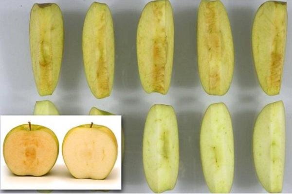 تولید سیبی که هیچ وقت سیاه نمی شود