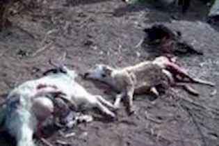 22 راس بره در حمله گرگ های گرسنه تلف شدند