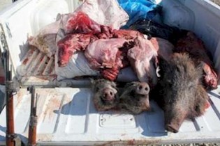 انهدام باند خرید وفروش گوشت خوک در آمل
