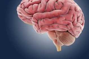 مغز انسان فروکتوز تولید می کند