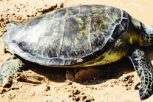 شیخ‌نشین‌ها به دنبال خرید تخم لاک‌پشت‌های سواحل ایران