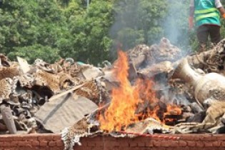سوزاندن انبار پوست ببر و شاخ کرگدن در نپال