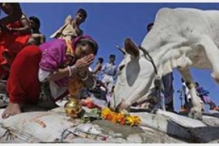 لغو ممنوعیت فروش گوشت گاو در هند