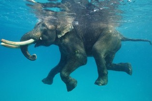 فیلم/شناکردن فیل