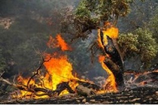 درختان بلوط در آتش سوخت