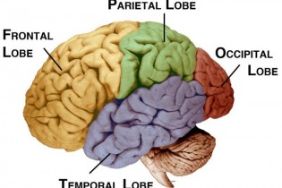 چگونگی تشکیل سلول‌های مغزی و عملکرد آنها را بخوانید