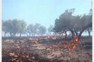 آتش سوزی در جنگلهای الوار اندیمشک