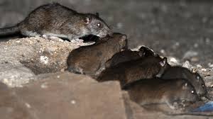 جولان موش‌های زنده‌خوار در تهران!