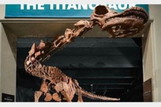 کشف بزرگترین دایناسوری که پا به زمین گذاشته است+تصاویر