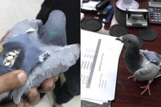 کبوترهای موادبر در خانه یک قاچاقچی در کرمانشاه کشف شدند