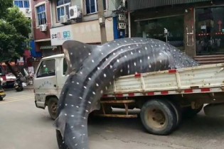 نهنگ در حال انقراض در بازار ماهی‌فروشان چین فروخته شد!