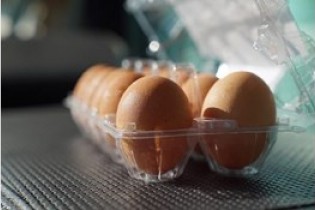 "تخم دارویی" با تربیت ژنتیکی مرغ ها