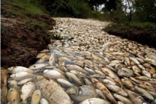 مرگ عجیب ماهی ها در پاراگوئه