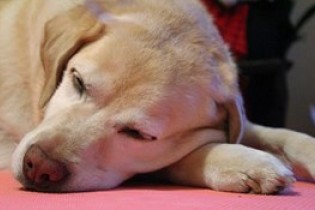 تاثیر مستقیم استرس بر خواب شبانه سگ ها+ عکس
