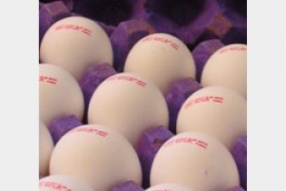 تخم‌مرغ را شانه ای 2 هزار تومان گران تر می فروشند