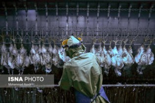 معدوم شدن ١١ میلیون قطعه مرغ طی ٣ماه