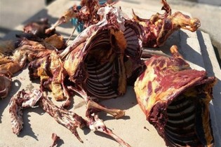 شناسایی گوشت الاغ در گوشت های چرخ شده تهران!