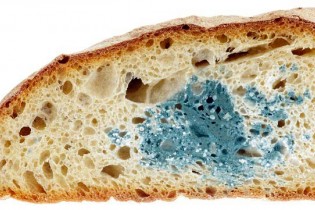 نان کپک زده منجر به بروز سرطان کبد می شود