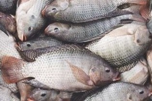 علت ممنوعیت واردات «ماهی تیلاپیا»