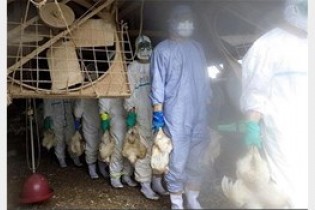 یک میلیون قطعه مرغ آلوده به آنفلوانزای پرندگان طی 2 ماه گذشته معدوم شده است