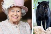 تصاویر/ حیوانات عجیبی که به ملکه الیزابت هدیه داده شد
