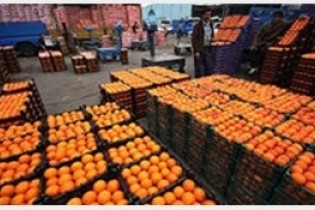 آغاز توزیع میوه های تنظیم بازاری از چهارشنبه