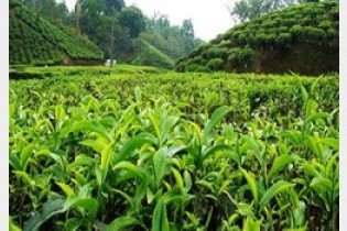 همه باغ های چای بیمه شدند/پرداخت 100 درصدی مطالبات چایکاران