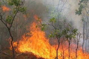 چه میزان از جنگل‌های کشور در آتش سوختند؟