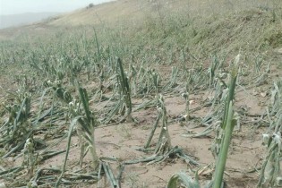 یاسوج|تلف‌شدن ۳۰۰ دام و ۲۰۰ هکتار مزرعه جو و گندم در لنده به‌دلیل وقوع سیل به‌روایت تصویر