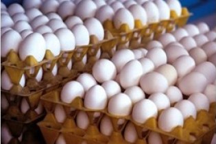 نوسانات ارز تخم قیمت مرغ را افزایش داد