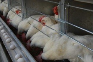 احتمال افزایش قیمت مرغ در ماه رمضان