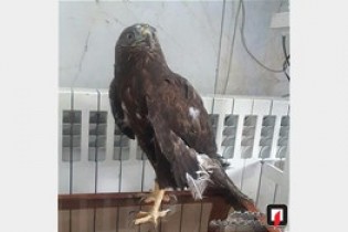 وحشت از پرسه های عقاب سرگردان در ساختمان مسکونی