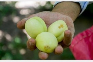خسارت سرمازدگی مربوط به میوه های تابستانی است