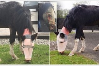 حمله یک مرد روانی با اسید به یک اسب +تصاویر