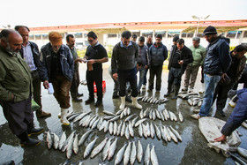 «بازار بزرگ ماهی فروشان» ساری بزرگ‌ترین بازار ماهی در شمال ایران است که در آن می‌توانید انواع ماهی تازه پیدا کنید. بازار بزرگ ماهی فروشان در کیلومتر ۶ جاده‌ ساری به قائم‌شهر قرار دارد.