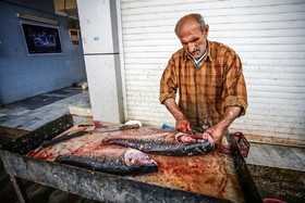 «بازار بزرگ ماهی فروشان» ساری بزرگ‌ترین بازار ماهی در شمال ایران است که در آن می‌توانید انواع ماهی تازه پیدا کنید. بازار بزرگ ماهی فروشان در کیلومتر ۶ جاده‌ ساری به قائم‌شهر قرار دارد.