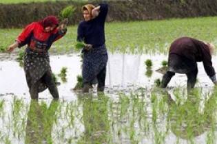 توقف کشت برنج در خراسان شمالی
