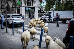 حومه پاریس در اشغال گوسفندان + عکس