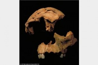 قدیمی ترین فسیل انسان در اسپانیا پیدا شد