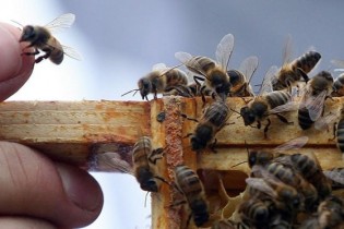 هنگام زنبورگزیدگی چه کنیم؟
