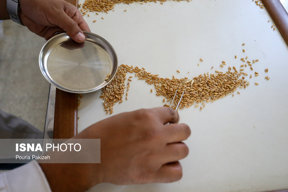 دانه گندم به آرد و سپس به نان تبدیل می‌شود و در سبد غذایی روزانه مردم ایران وجود دارد و قوت اصلی آنان را تشکیل می‌دهد.